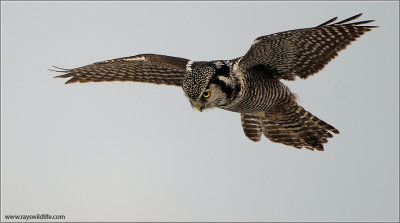 Northern Hawk Owl in Flight 14