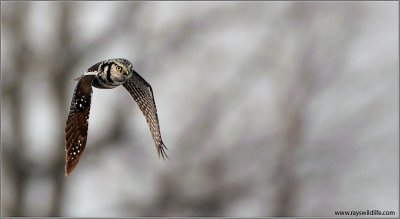 Northern Hawk Owl in Flight 14