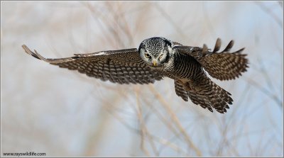 Northern Hawk Owl in Flight 16