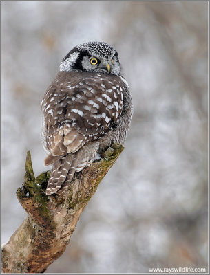 Northern Hawk Owl hunting 25