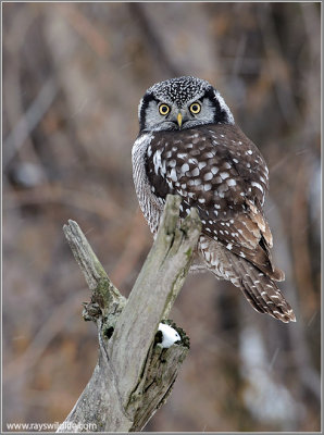 Northern Hawk Owl 27