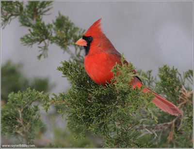 Northern Cardinal 18
