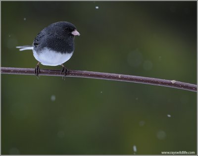Junco Images