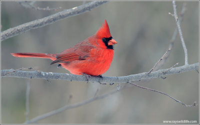 Northern Cardinal 19