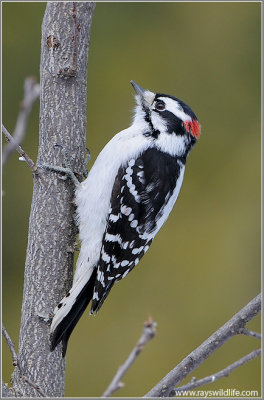 Downy Woodpecker 13