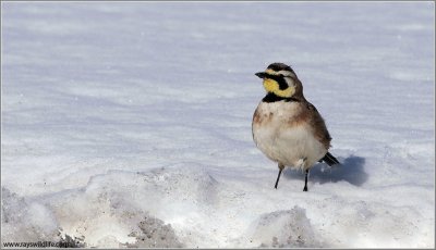 Horned Lark