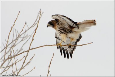 Red-tailed Hawk 180