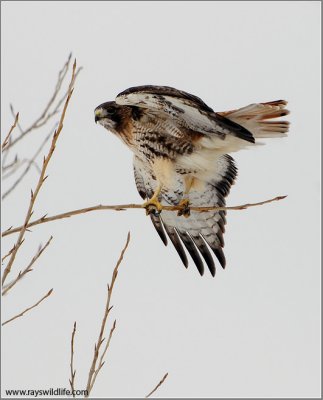Red-tailed hawk 181