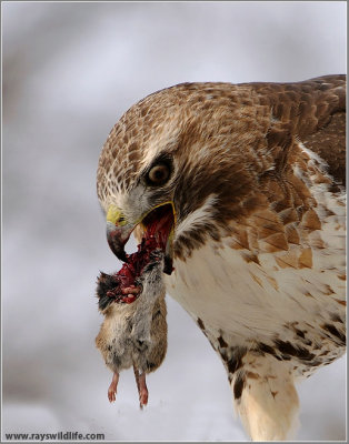 Red-tailed Hawk with Lunch 184