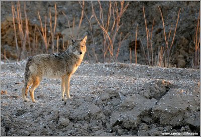Coyote on the Dirt