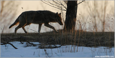 Coyote on the Run