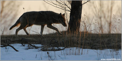 Coyote on the Run