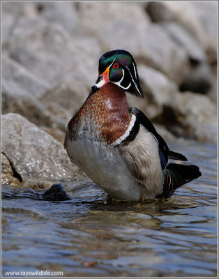 Wood Duck Stretching