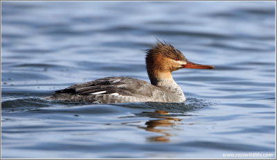 Red-breasted Merganser 5