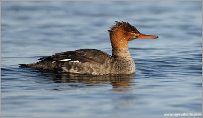 Red-breasted Merganser 6