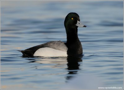 Greater Scaup 7