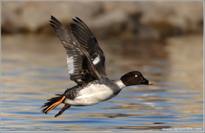 Common Goldeneye Racing 6