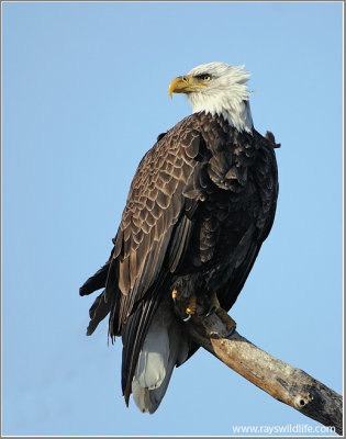 Bald Eagle 56