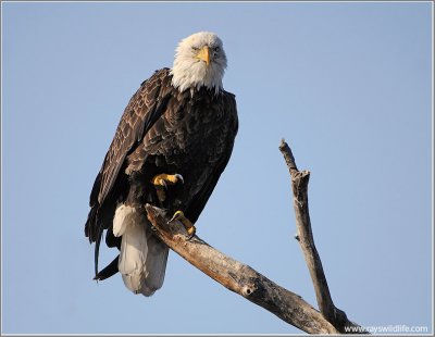 Bald Eagle 57