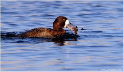 Greater Scaup with Dinner 8