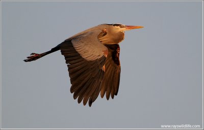 Great Blue Heron Spring Arival 80