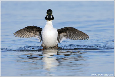 Common Goldeneye and a Stretch! 8
