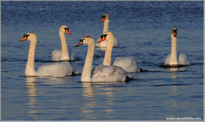 Mute Swans 14