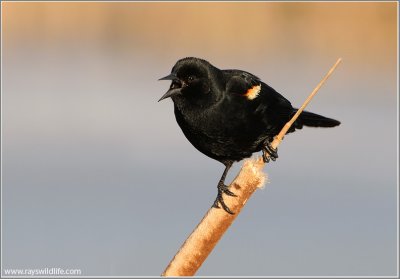 Red-winged Blackbird 14