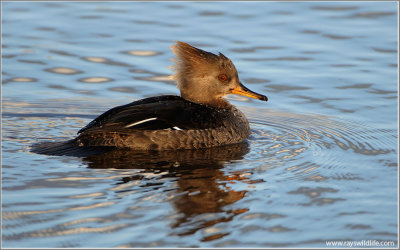 Hooded Merganser 11