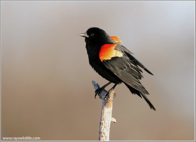 Red winged Black Bird 15