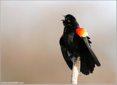 Red-winged Blackbird 16