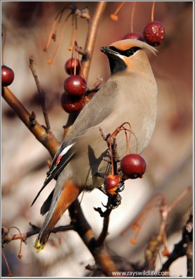 Bohemian Waxwing 4