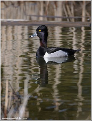 Ring-necked duck 4