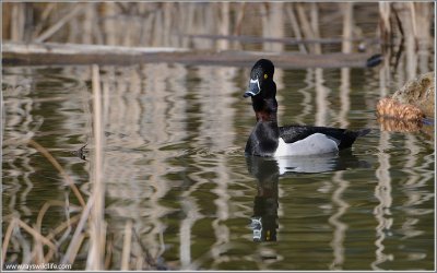 Ring-necked duck 5