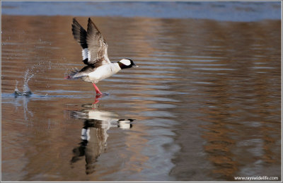 Bufflehead in Flight