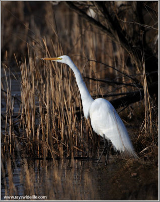 Great White Egret Hunting 36