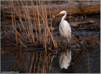 Great White Egret with Dinner 37