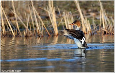 Red-breasted Merganser 12