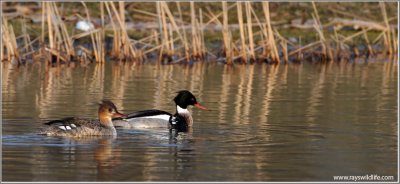 Red-breasted Merganser Pair 13