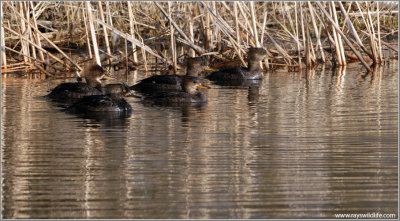 Hooded Merganser Family 12