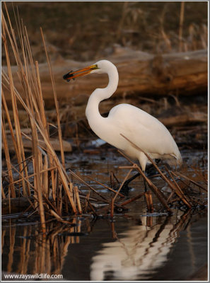 Great White Egret with Dinner 38