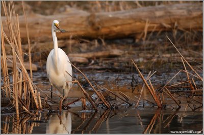 Great White Egret with Dinner 39