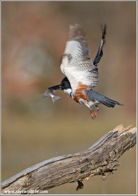 Belted Kingfisher leaving with Breakfast 27