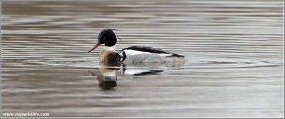 Red-breasted Merganser 14