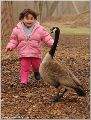 Maria Chasing a Goose