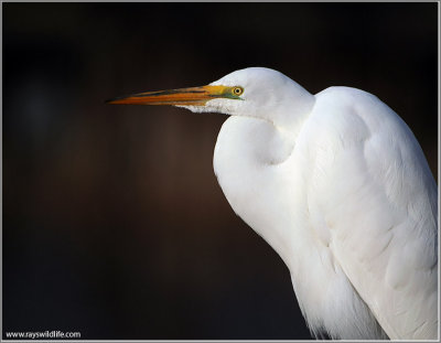 Great White Egret Resting 40