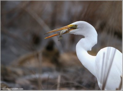Great White Egret with Lunch 41