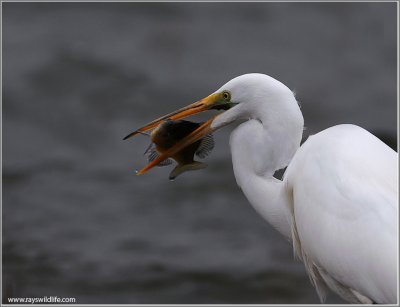 Great White Egret with Lunch 42