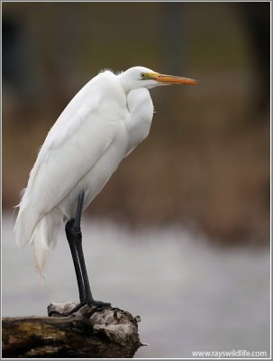 Great White Egret Hunting 43