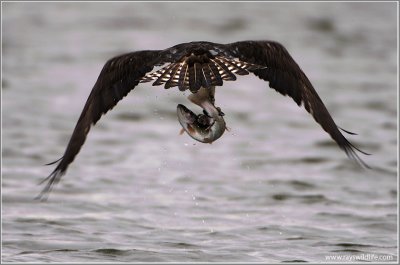 Osprey  with Lunch 46